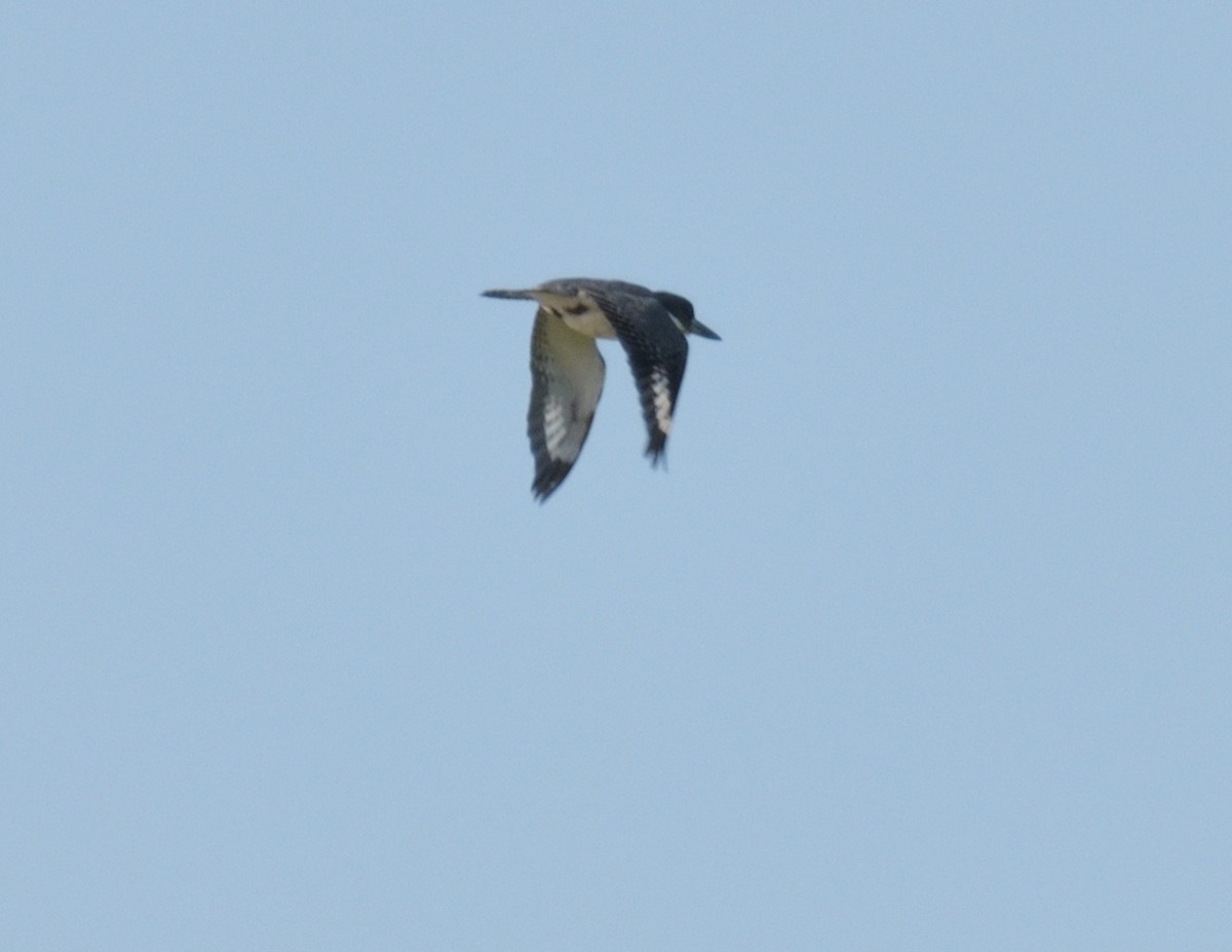 Belted Kingfisher - ML596548021