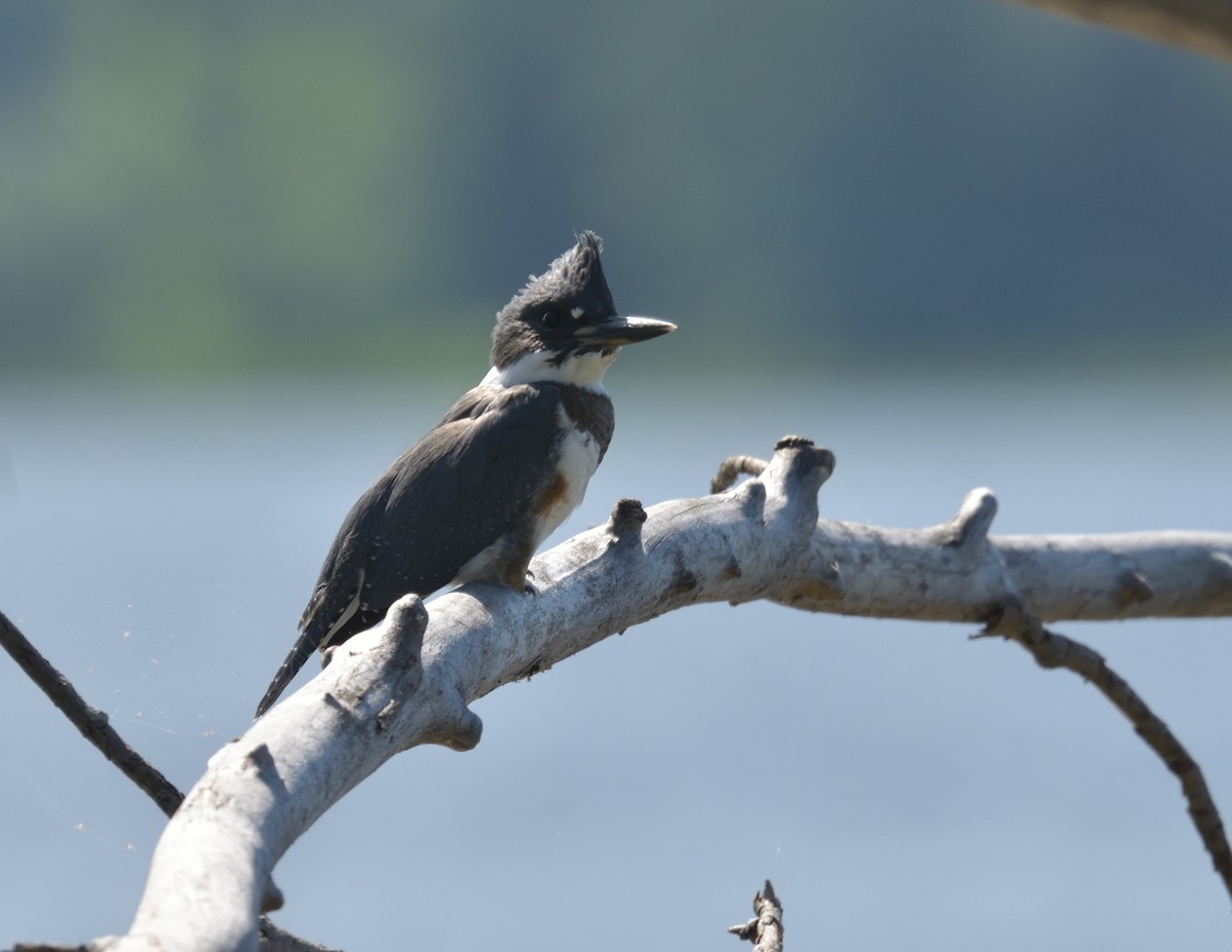 Belted Kingfisher - ML596548051