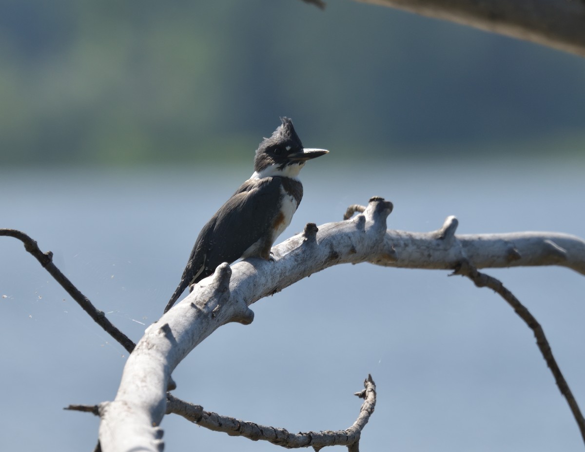 Belted Kingfisher - ML596548071