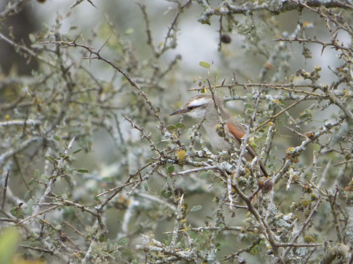 Stripe-crowned Spinetail - Pablo Hernan Capovilla