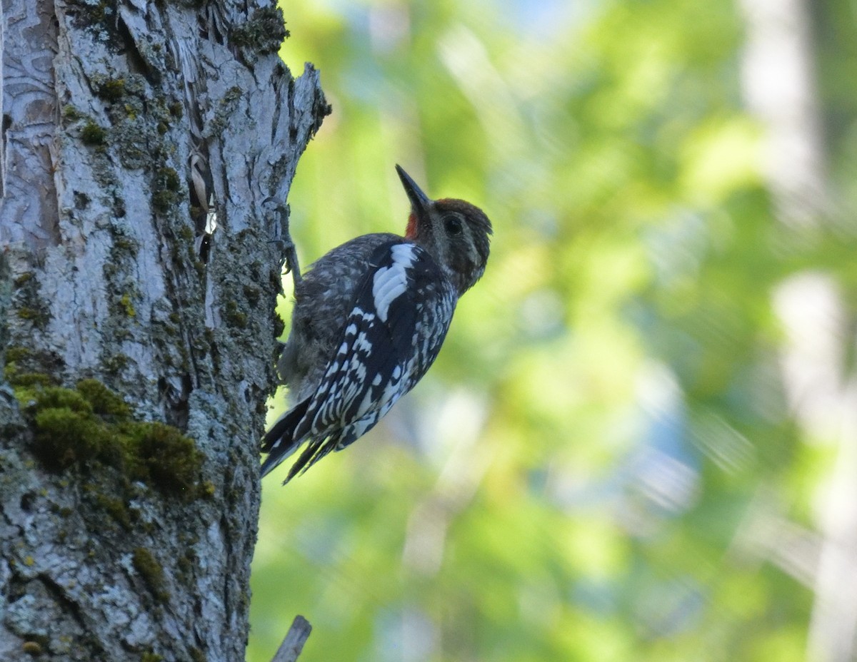 Yellow-bellied Sapsucker - ML596548211