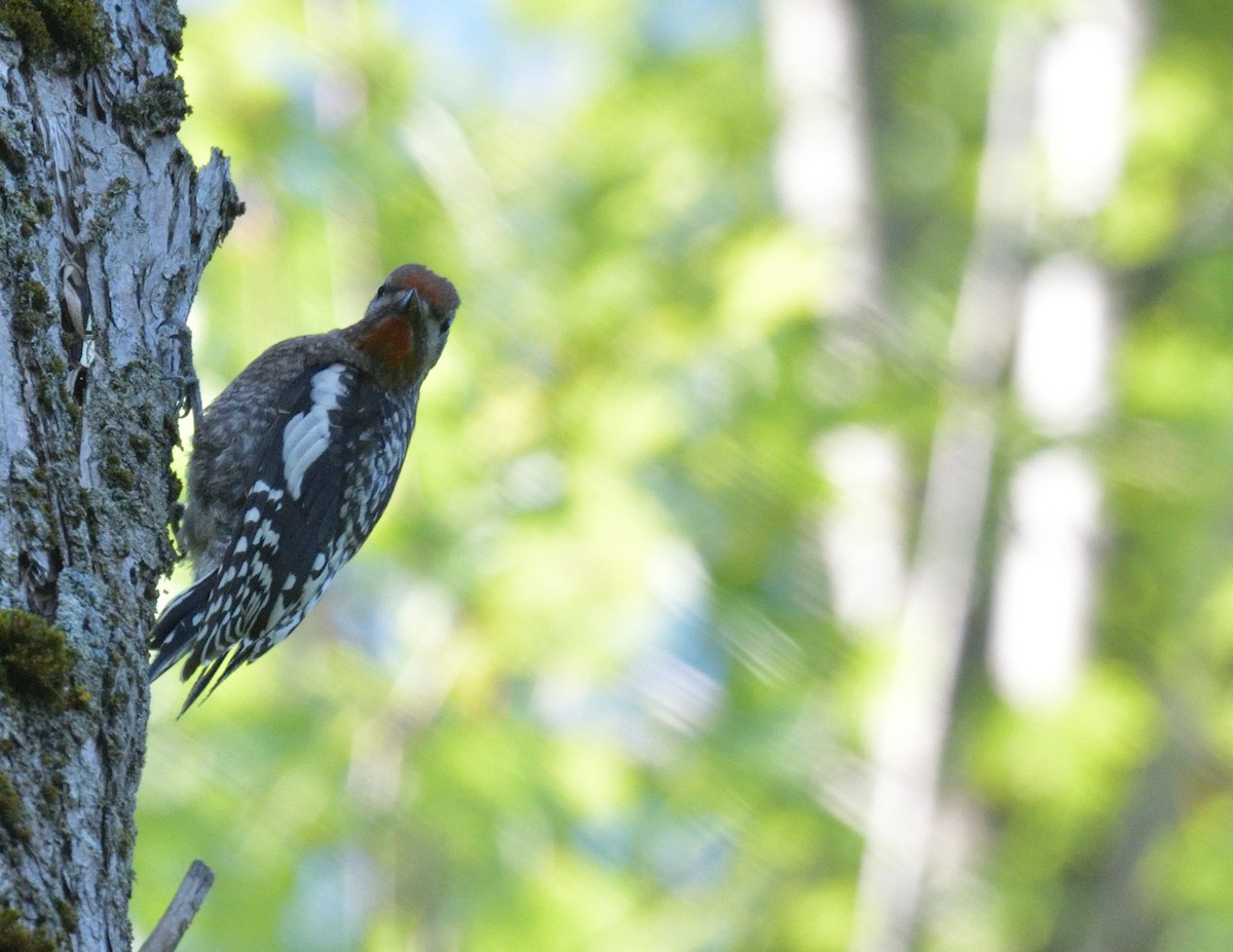 Yellow-bellied Sapsucker - ML596548221