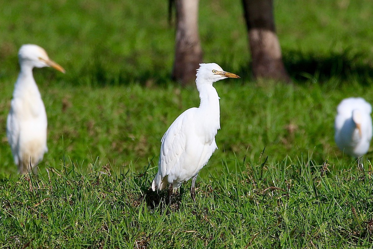 Eastern Cattle Egret - Pauline and Ray Priest