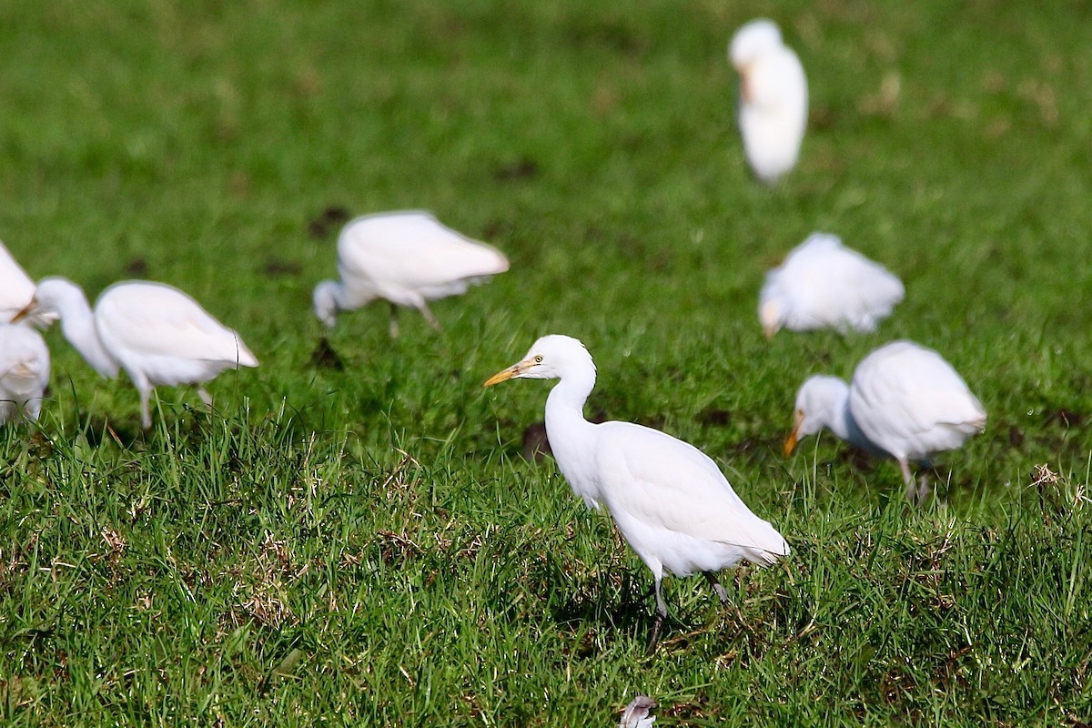 Eastern Cattle Egret - Pauline and Ray Priest