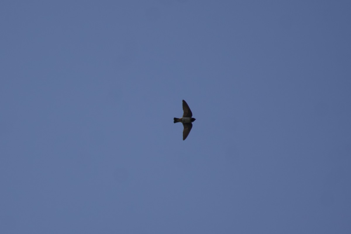 Cliff Swallow - ML596548691