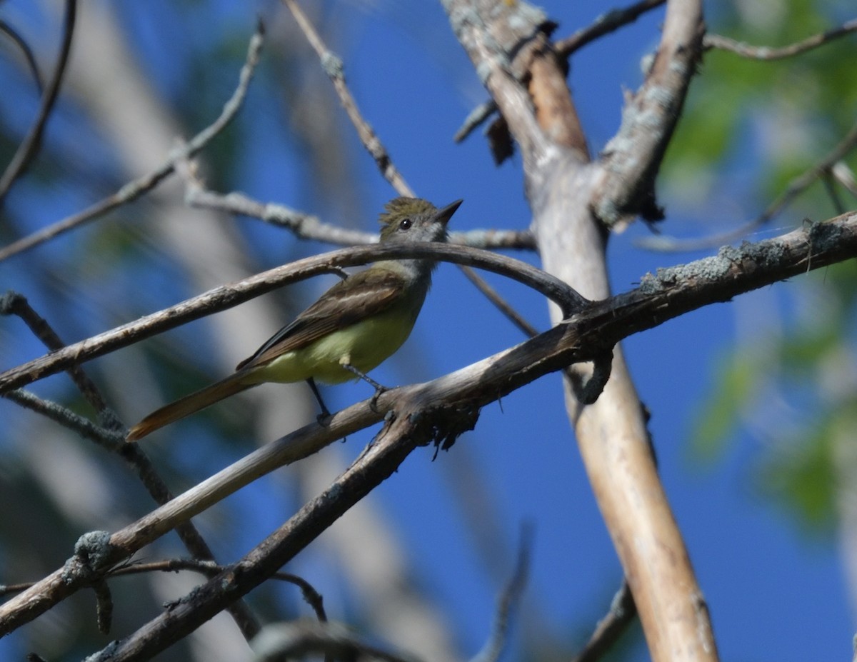 Great Crested Flycatcher - FELIX-MARIE AFFA'A