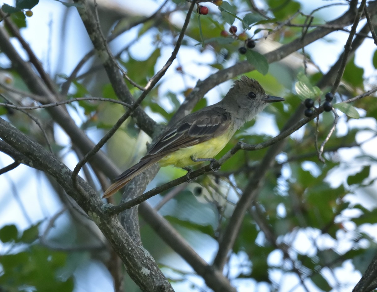 Great Crested Flycatcher - ML596548801