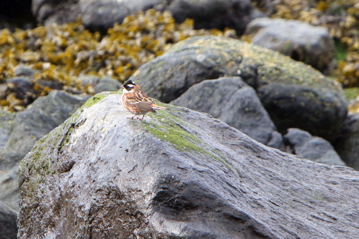 Rustic Bunting - ML59654891