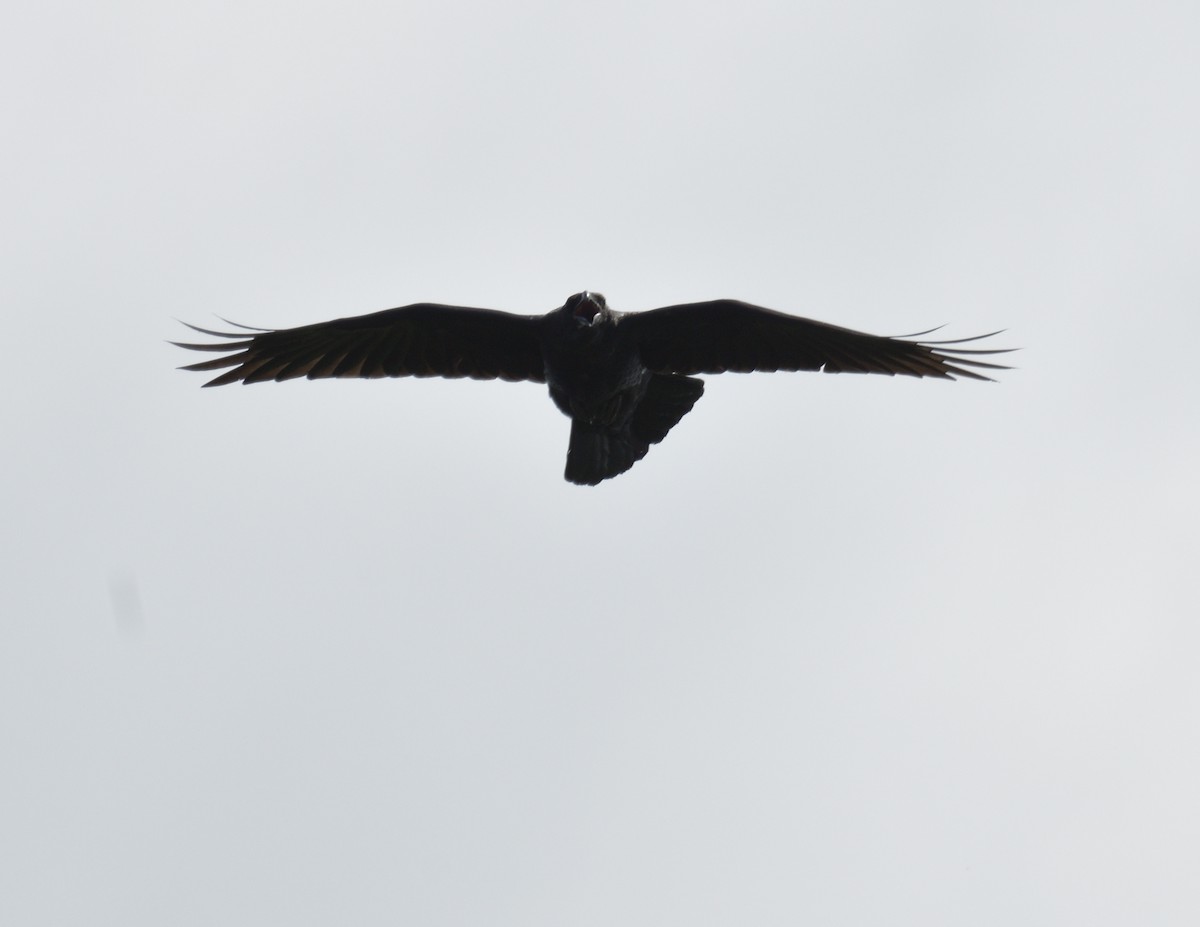 American Crow - ML596549011