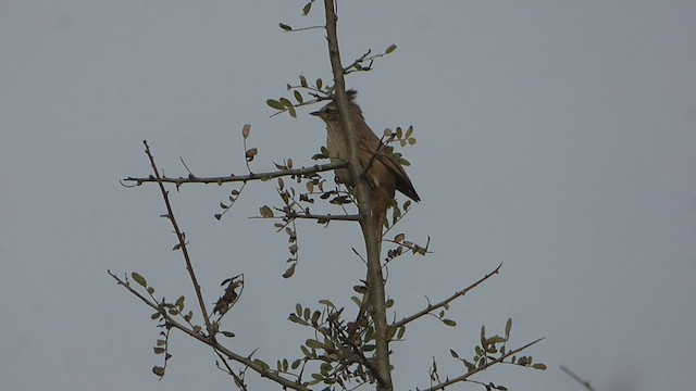 Tufted Tit-Spinetail - ML596549551