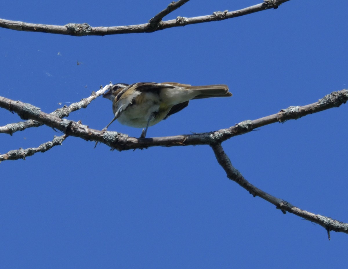 Rose-breasted Grosbeak - ML596550051