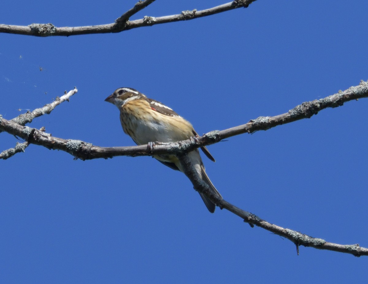 Rose-breasted Grosbeak - ML596550071