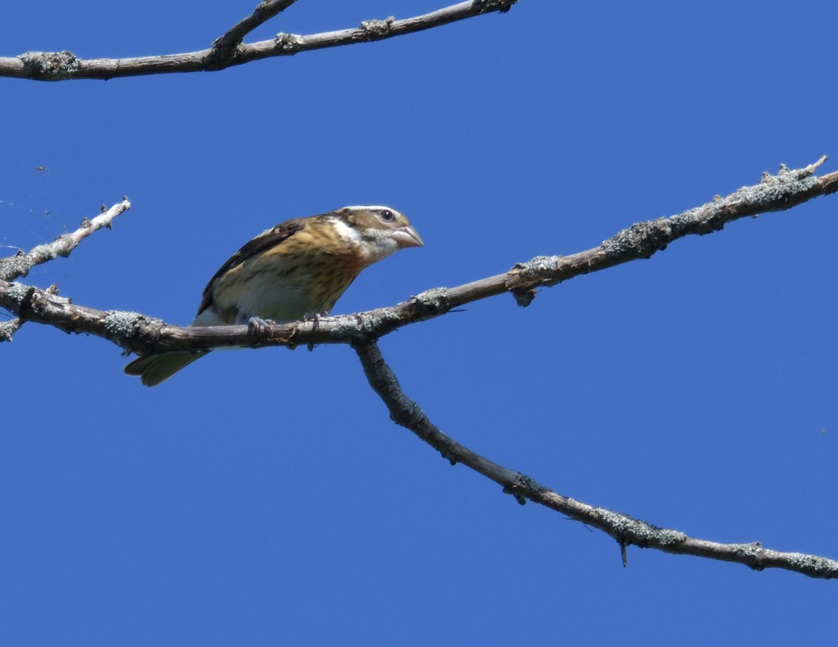 Rose-breasted Grosbeak - ML596550091