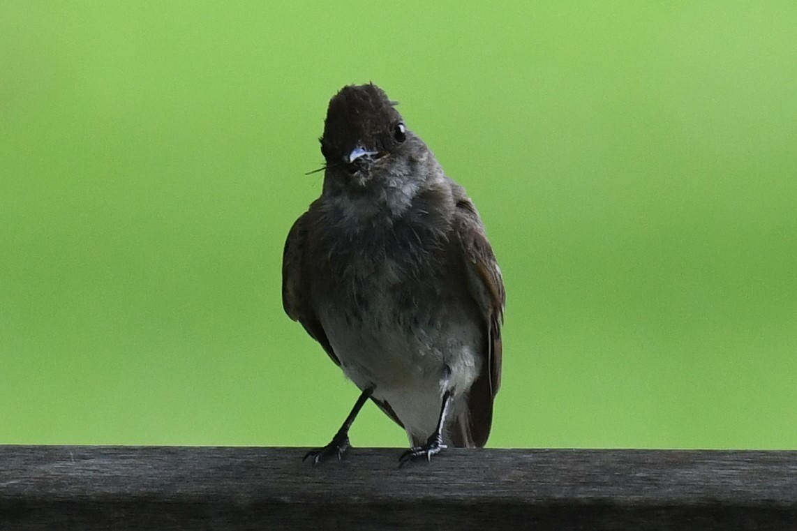 Eastern Phoebe - ML596550321