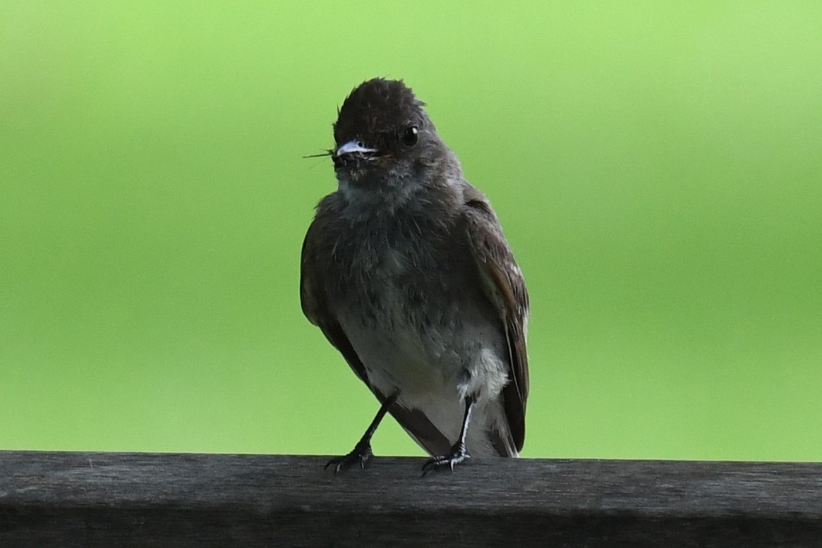 Eastern Phoebe - ML596550341