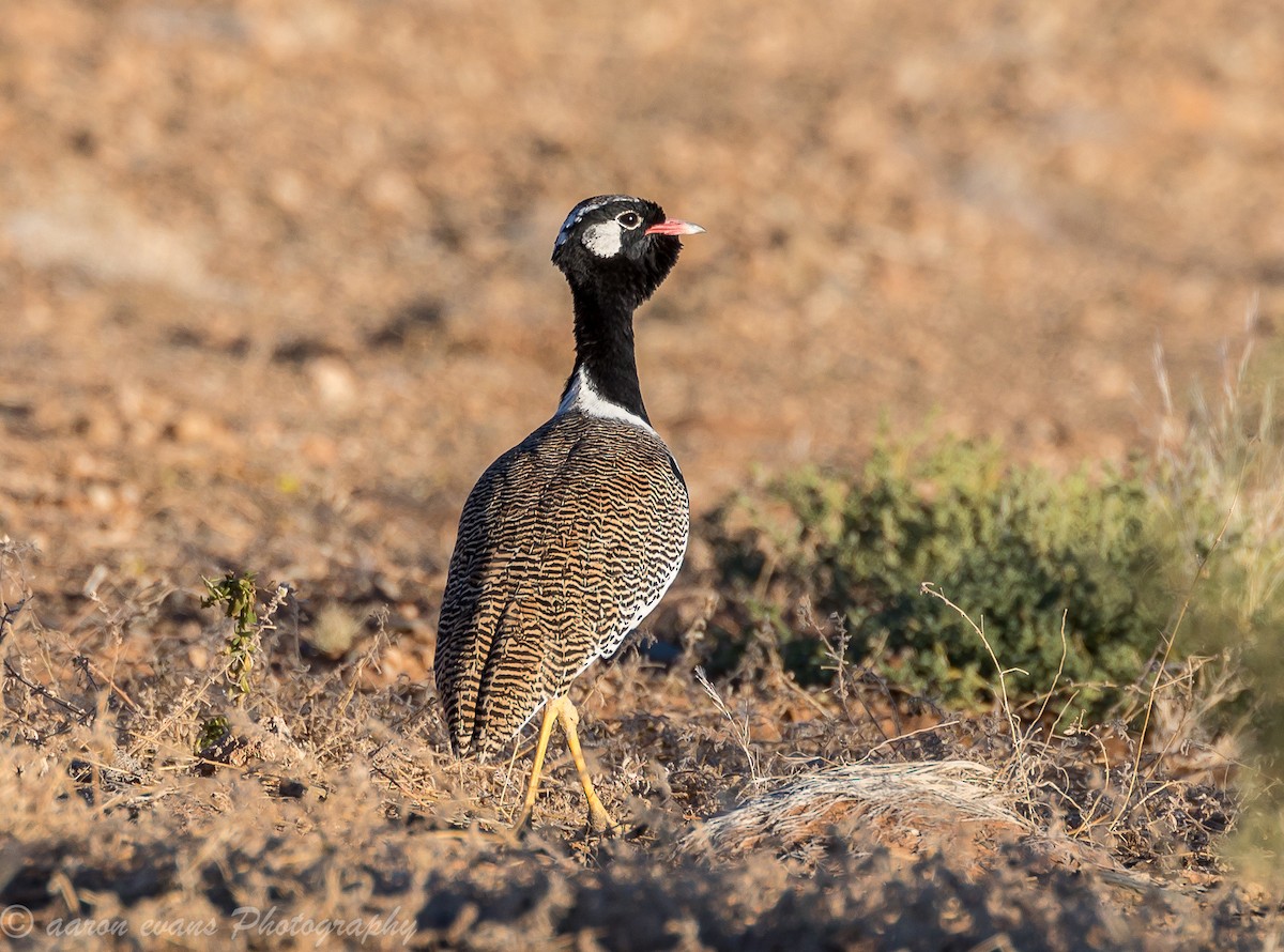 White-quilled Bustard - ML59655091