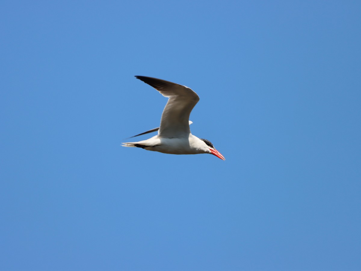 Caspian Tern - ML596551421