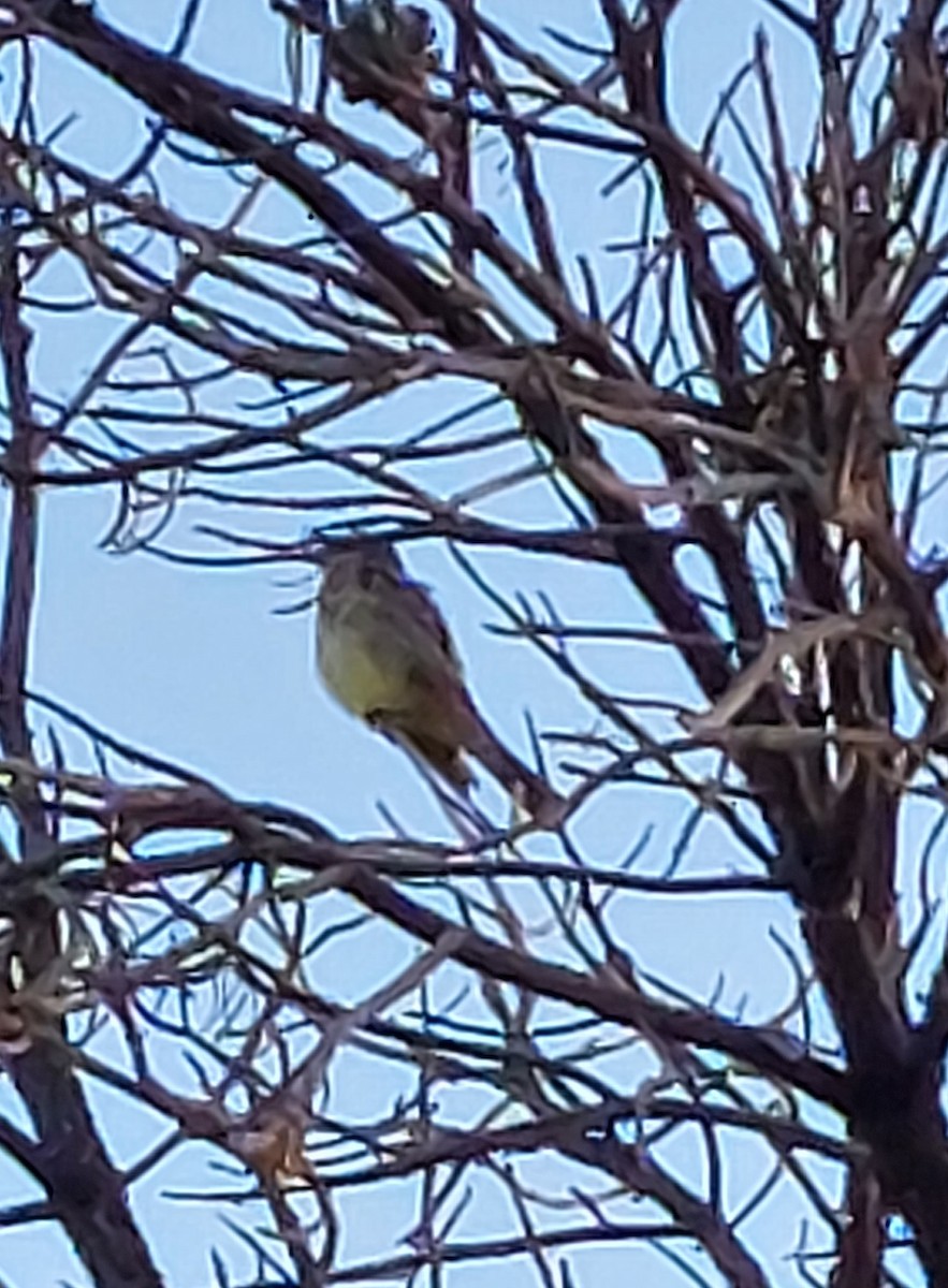 Cassin's Kingbird - Ron Lambeth