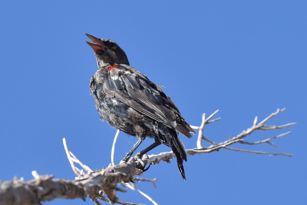 Red-winged/Tricolored Blackbird - ML596551731