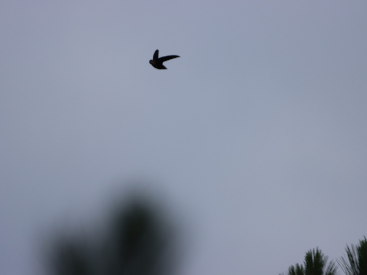 Chimney Swift - ML596551921