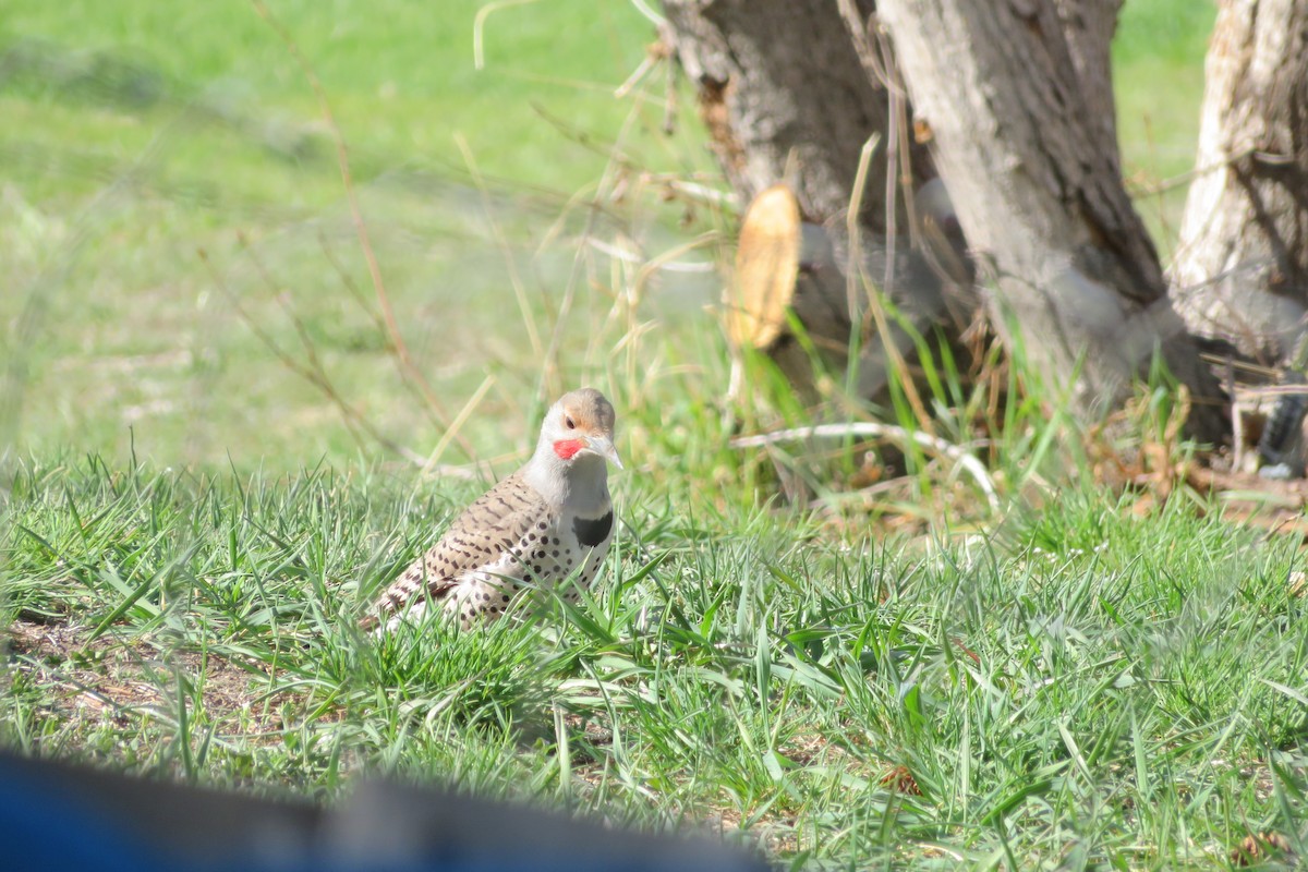 Northern Flicker - Judy  Cagle