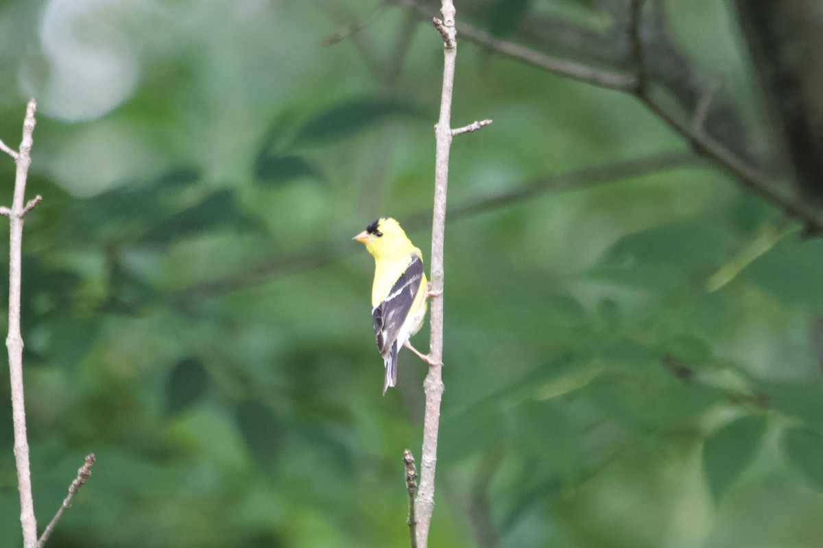 American Goldfinch - ML596553471