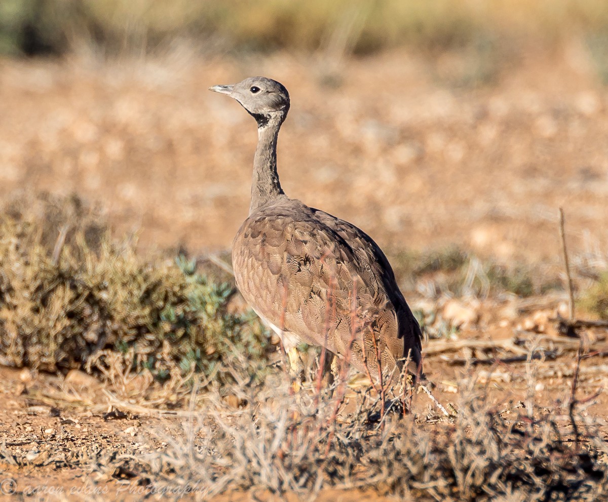 Karoo Bustard - ML59655381