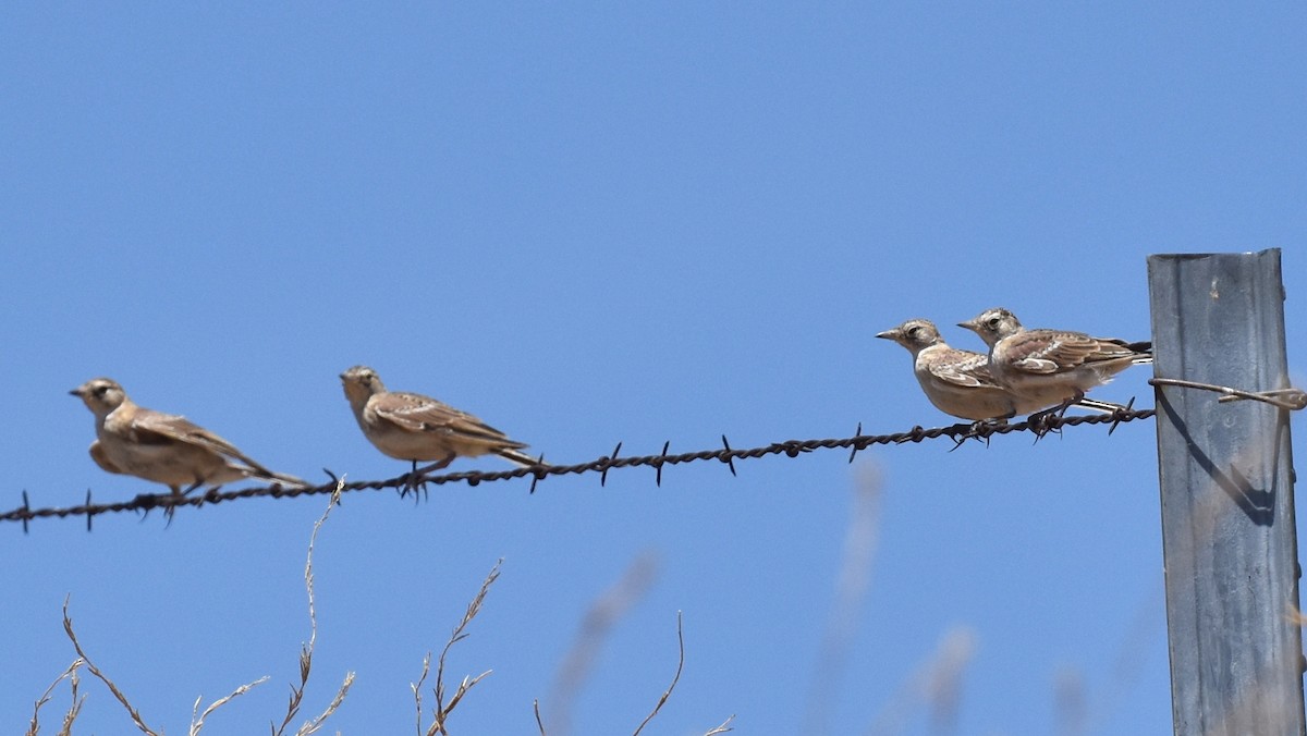 Horned Lark - ML596553851