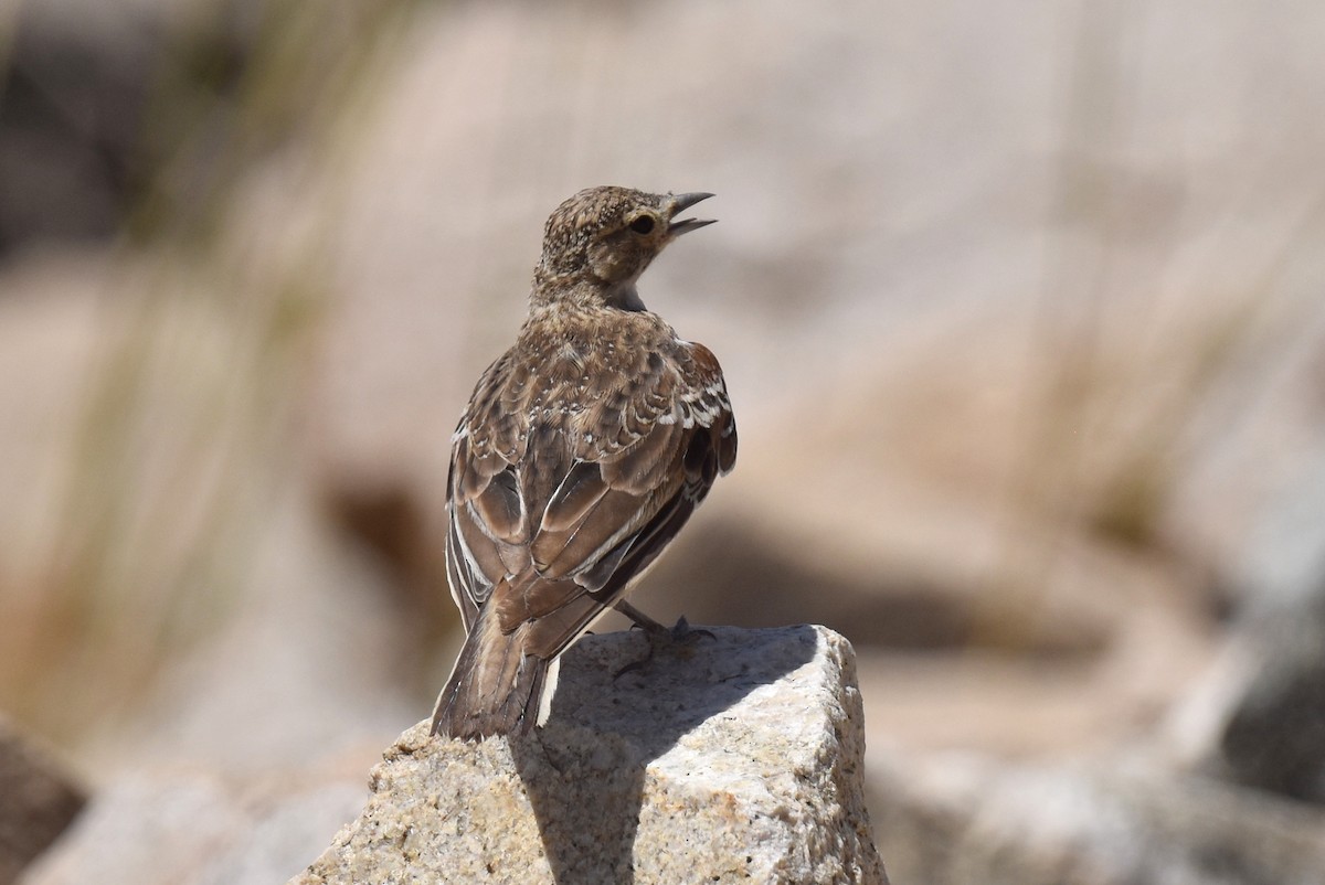 Horned Lark - Naresh Satyan