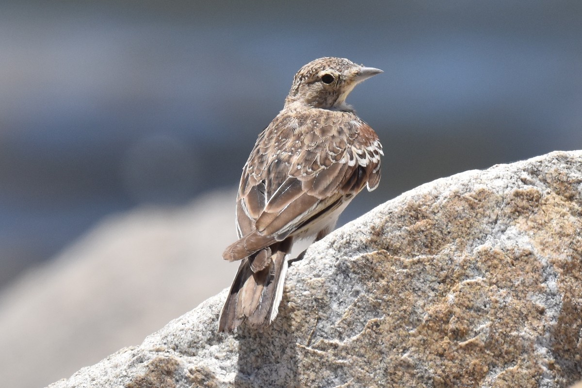 Horned Lark - ML596553891