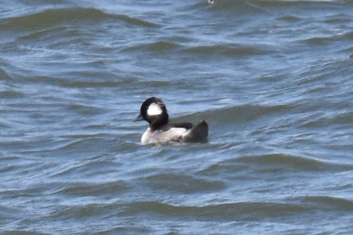 Bufflehead - ML596554101