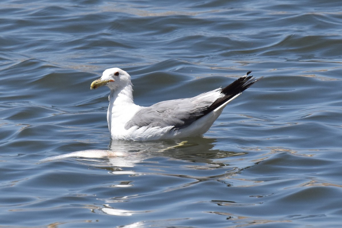 California Gull - Naresh Satyan