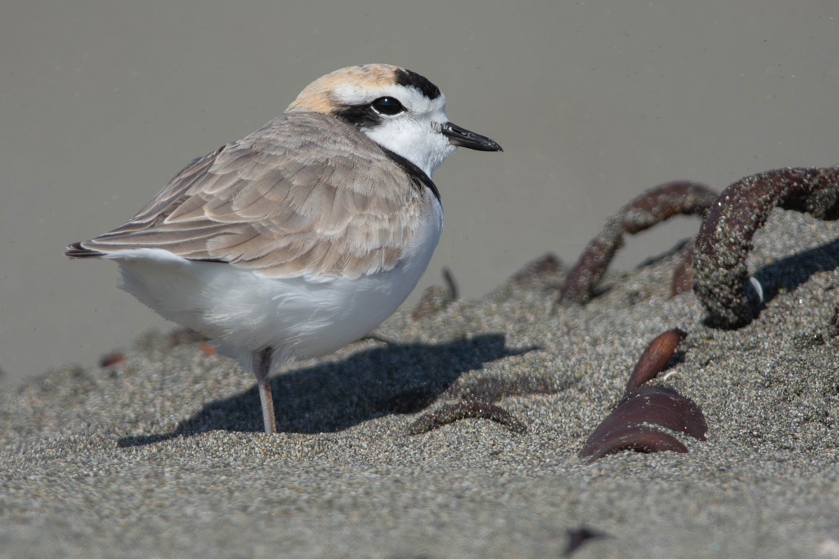 kulík západní - ML596554301