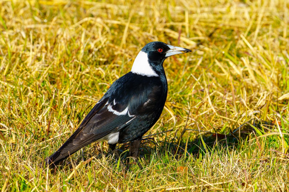 Australian Magpie - ML596554501