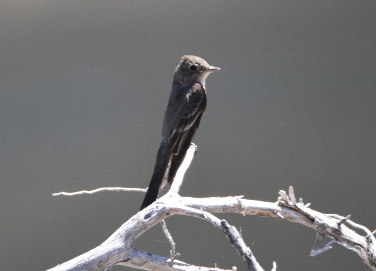 Western Wood-Pewee - ML596555251