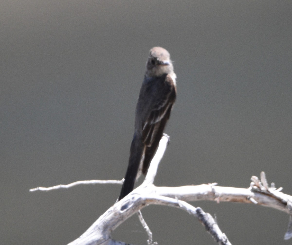 Western Wood-Pewee - ML596555261