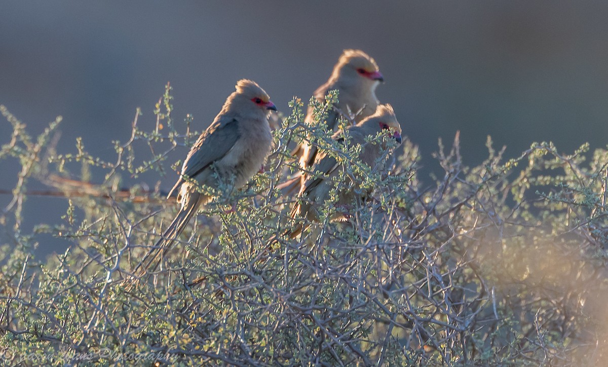 Pájaro Ratón Carirrojo - ML59655531