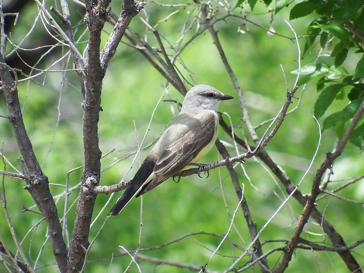 Western Kingbird - Chris Rurik