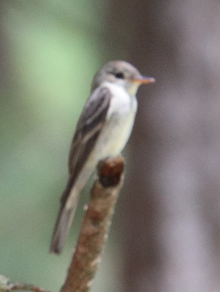 Eastern Wood-Pewee - Johannes Hogrefe