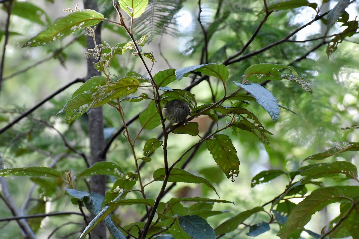 Brown Thornbill - Katy Banning