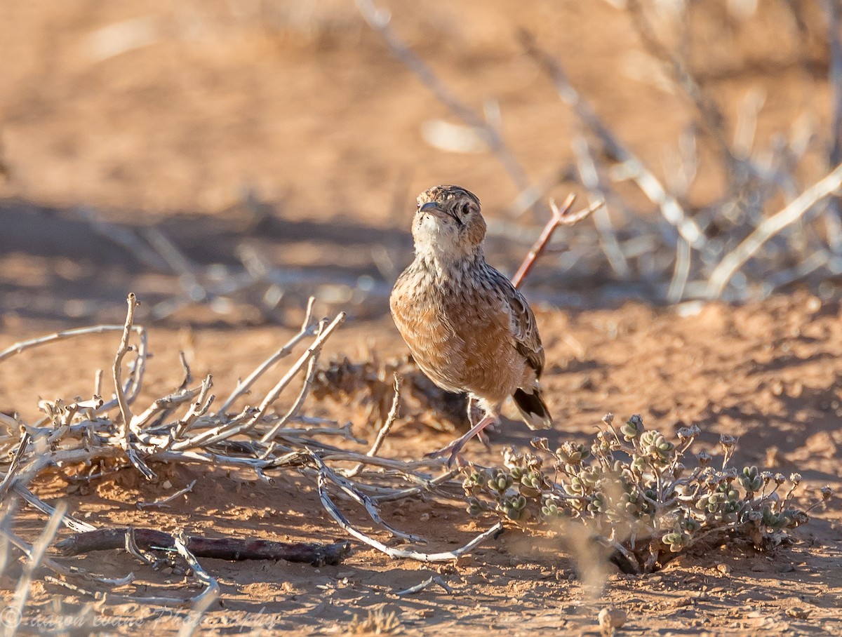 Spike-heeled Lark - ML59655711