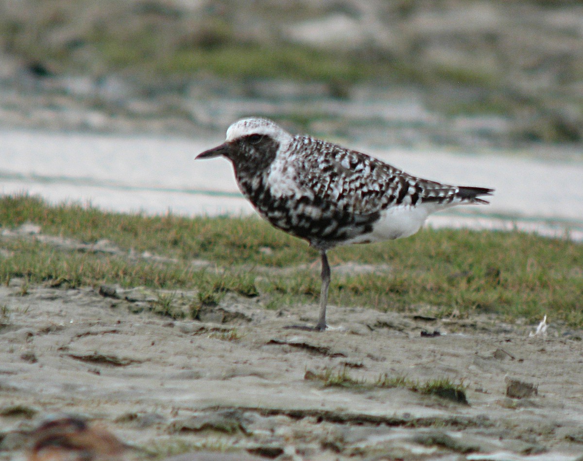 Black-bellied Plover - ML596557221