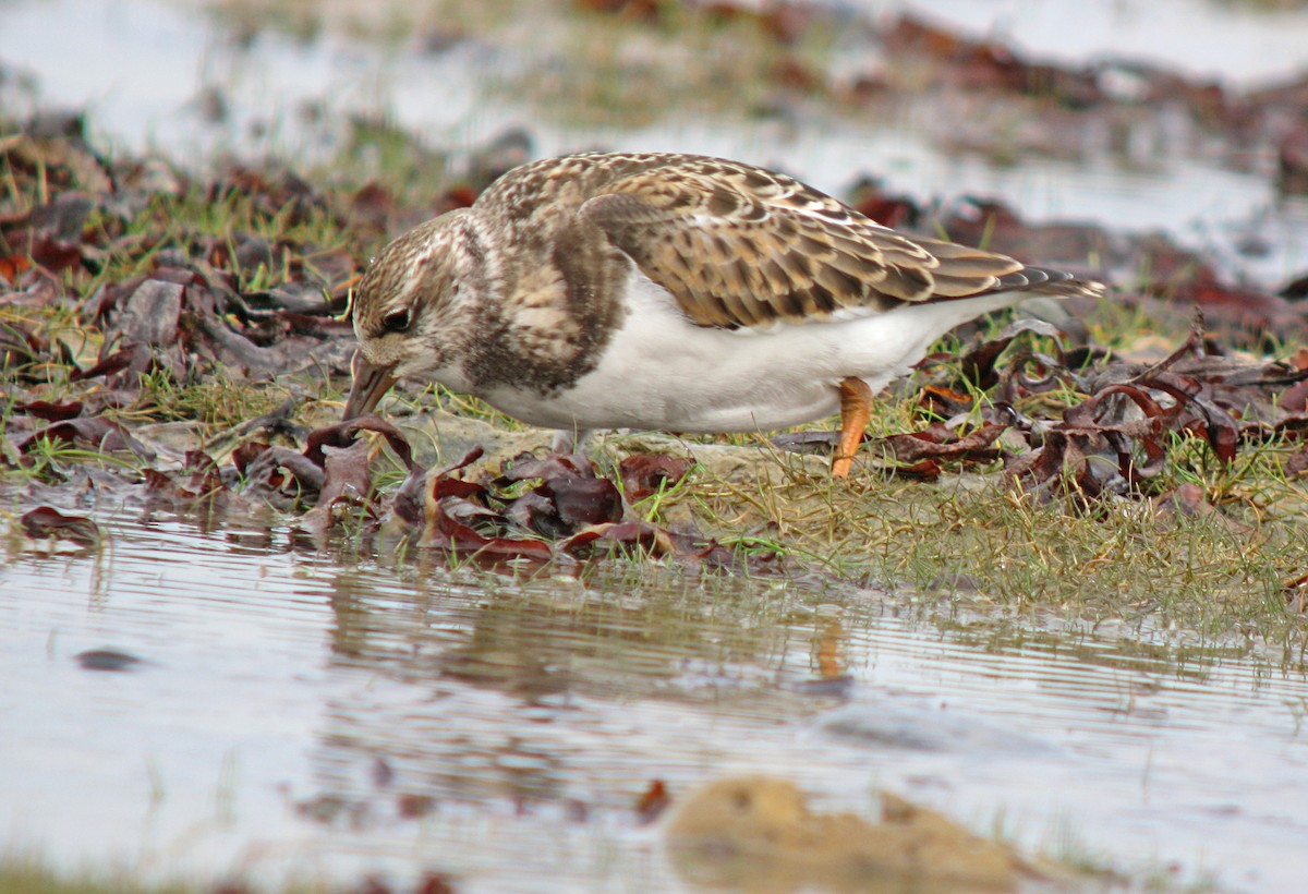 Ruddy Turnstone - ML596558671