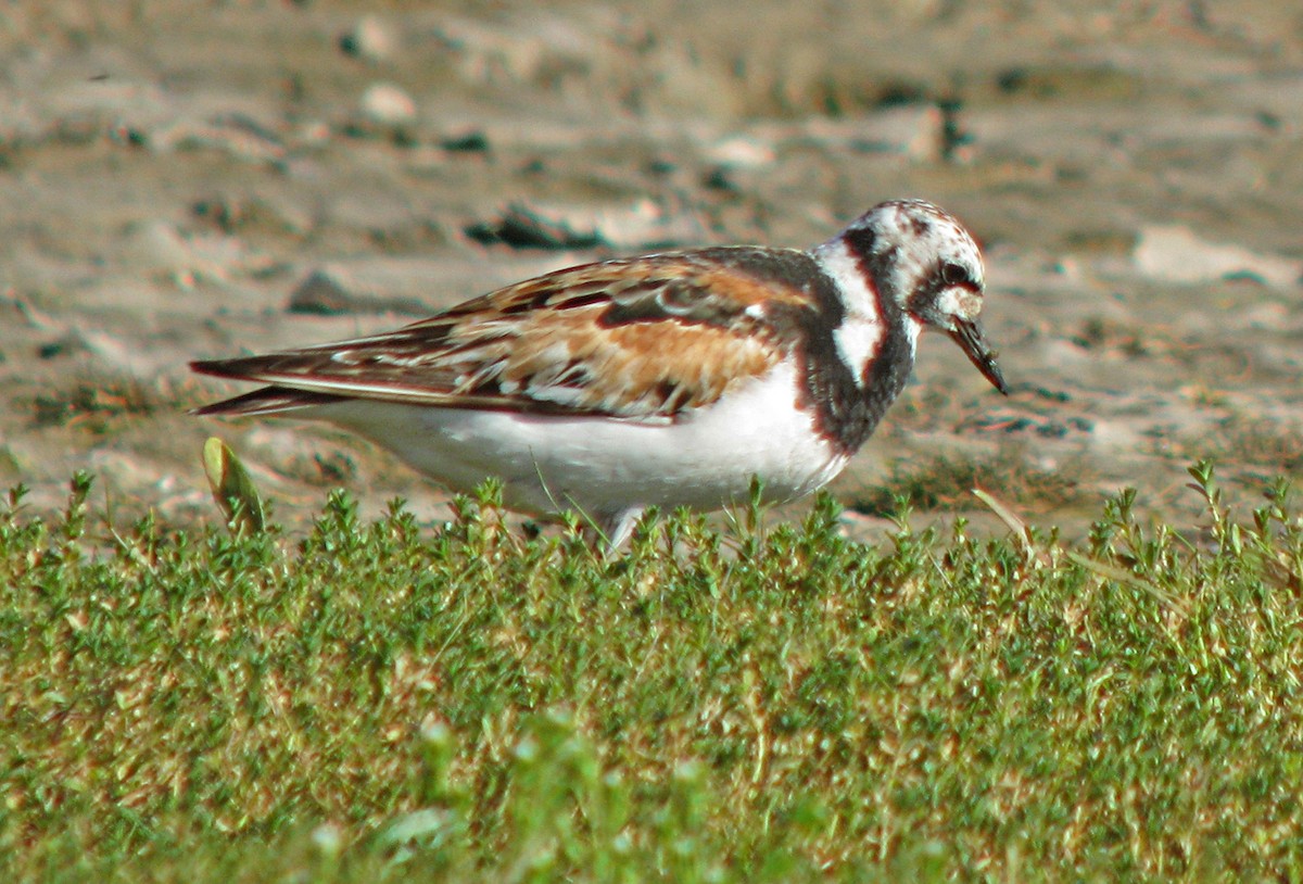 Tournepierre à collier - ML596558771