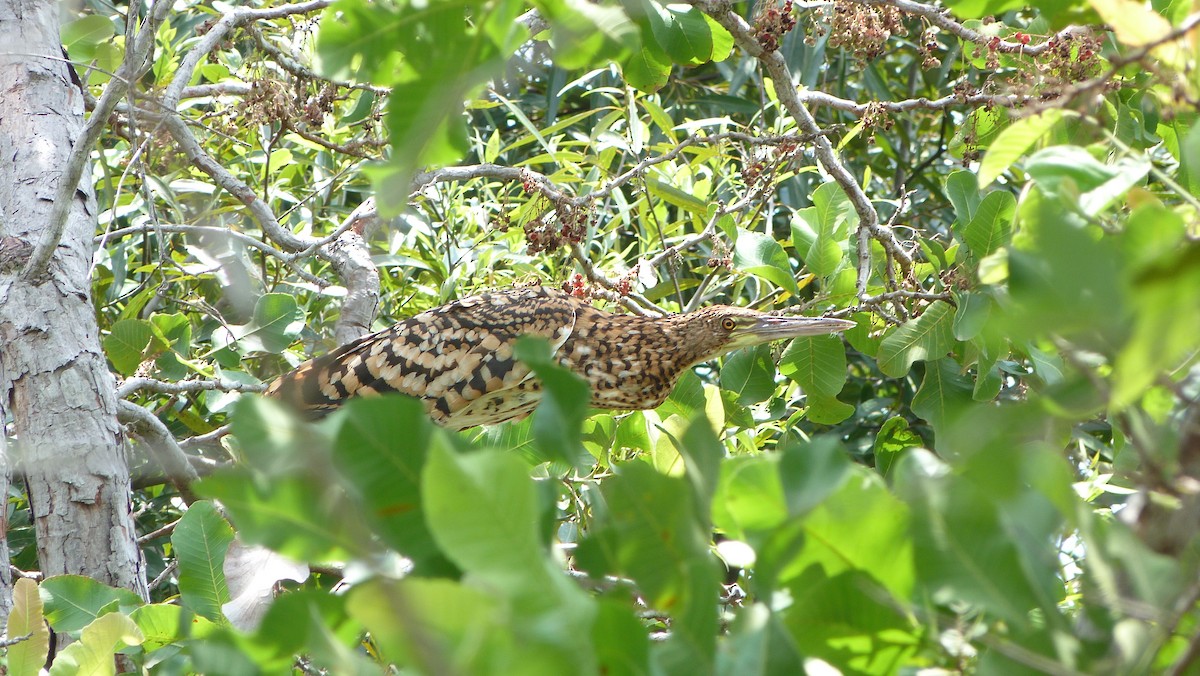 Rufescent Tiger-Heron - ML59655911