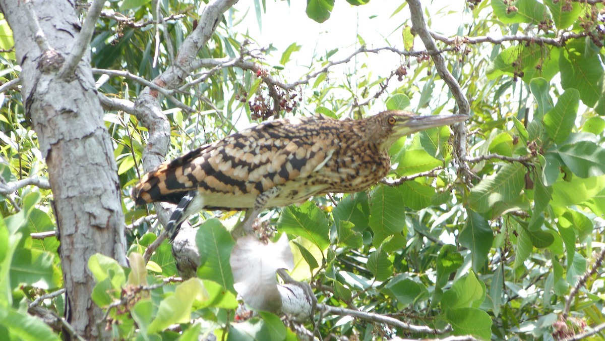 Rufescent Tiger-Heron - Jean Sira