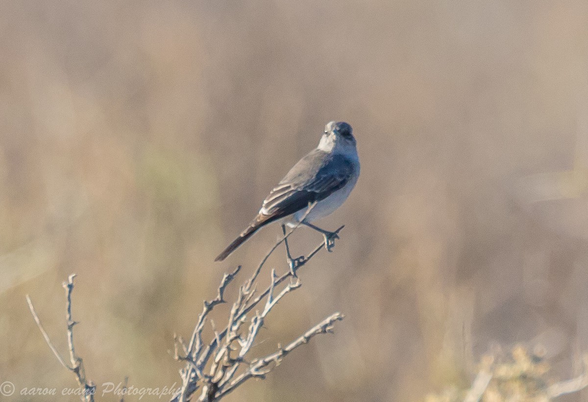 Karoo Chat - aaron evans