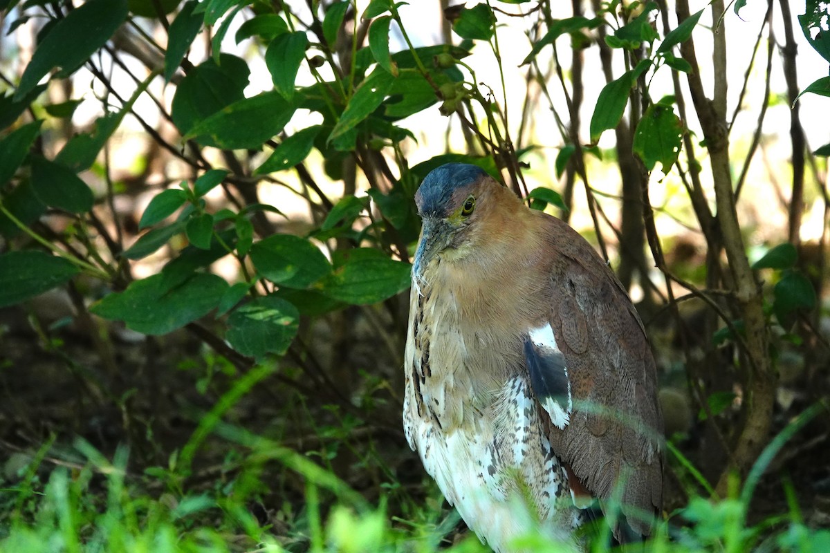 Malayan Night Heron - ML596559691
