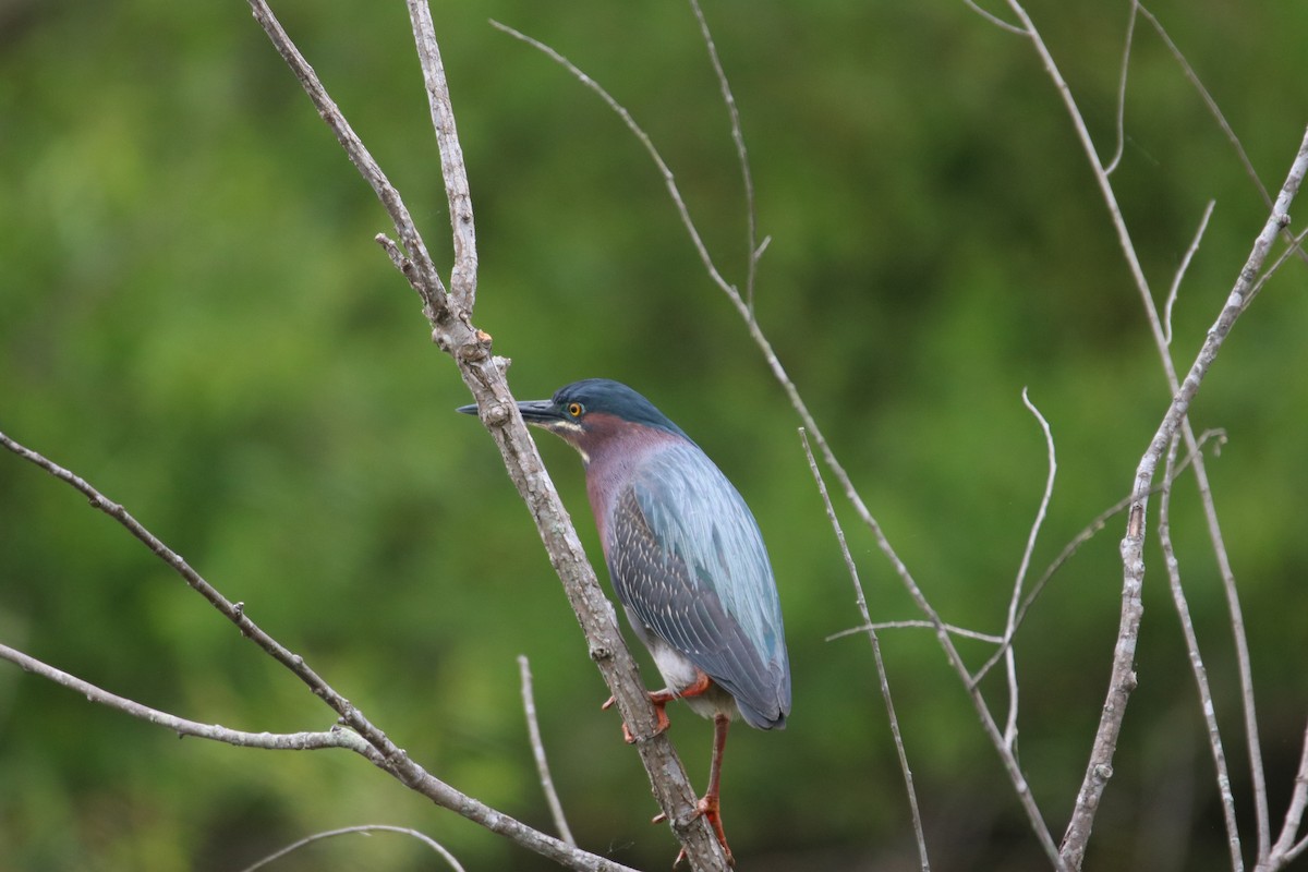Green Heron - ML596560621