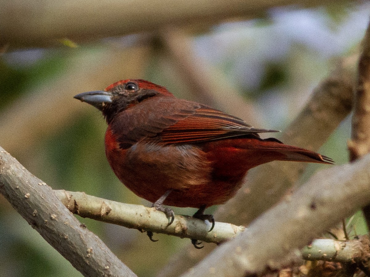 Hepatic Tanager - ML596560661